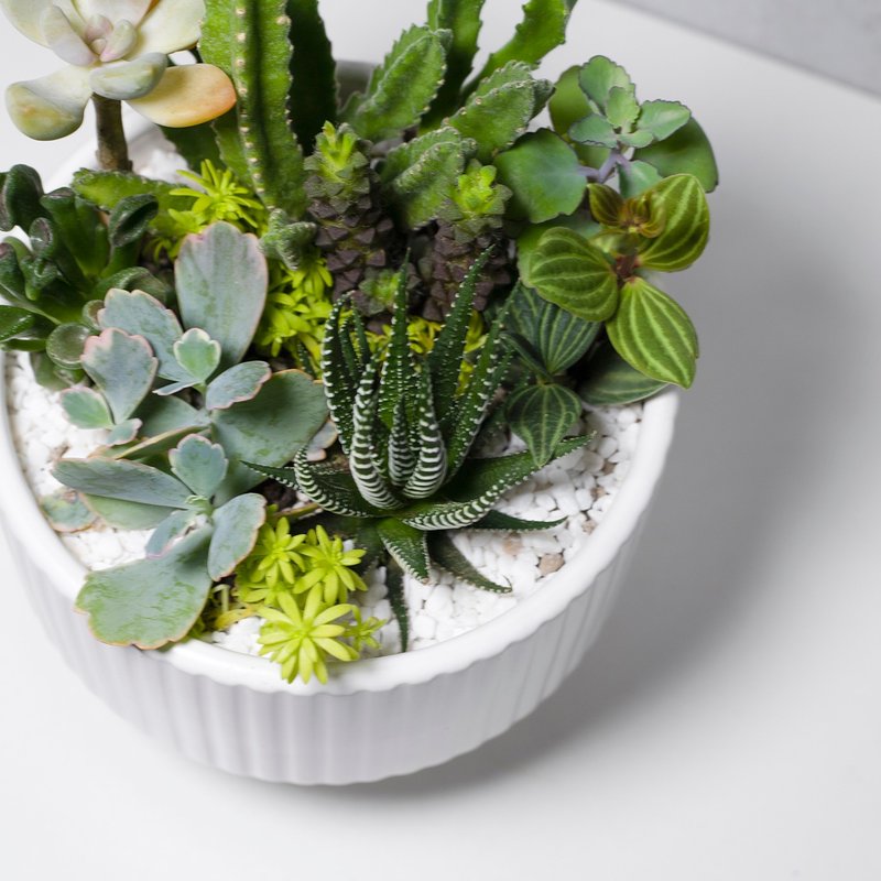 [Indoor Potted Plants] Succulent Potted Plants Opening Ceremony Potted Plants Opening Gifts Promotion and Housewarming - ตกแต่งต้นไม้ - พืช/ดอกไม้ 