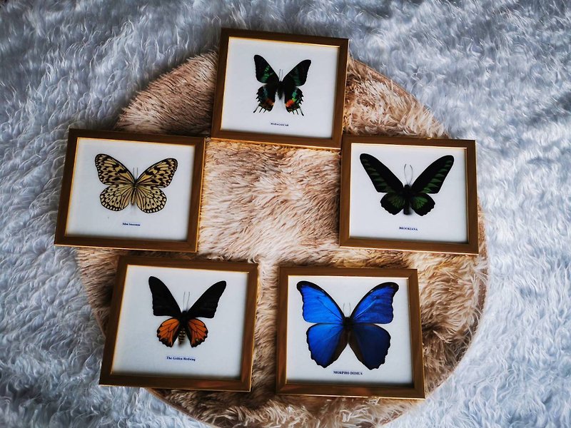 5x Collection Mix Butterfly Species Insect Taxidermy Set Golden Frame Home Decor - 擺飾/家飾品 - 木頭 金色