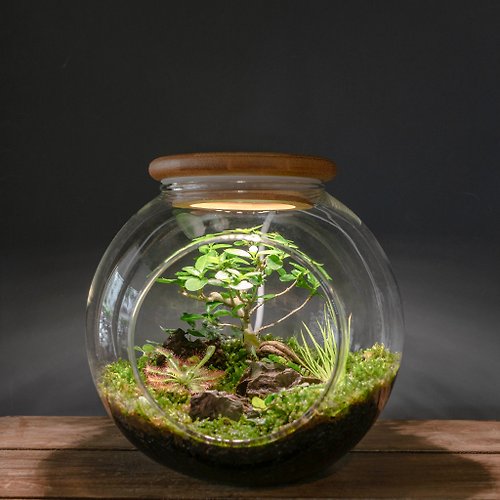 Iris 鳶尾花集 微景觀苔蘚生態缸(小) | 禮物 室內植栽 附植物燈 好照顧