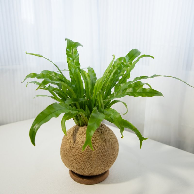 細葉山蘇 手作植栽苔球 - 植栽/盆栽 - 植物．花 