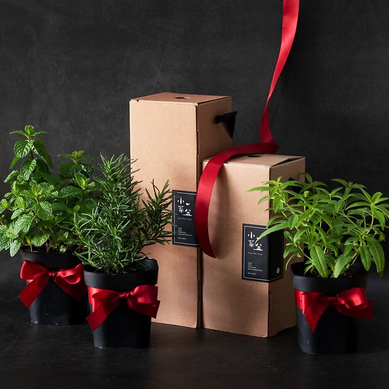 Fresh Herb Tea Gift Set (3 pots) - Plants - Plants & Flowers 