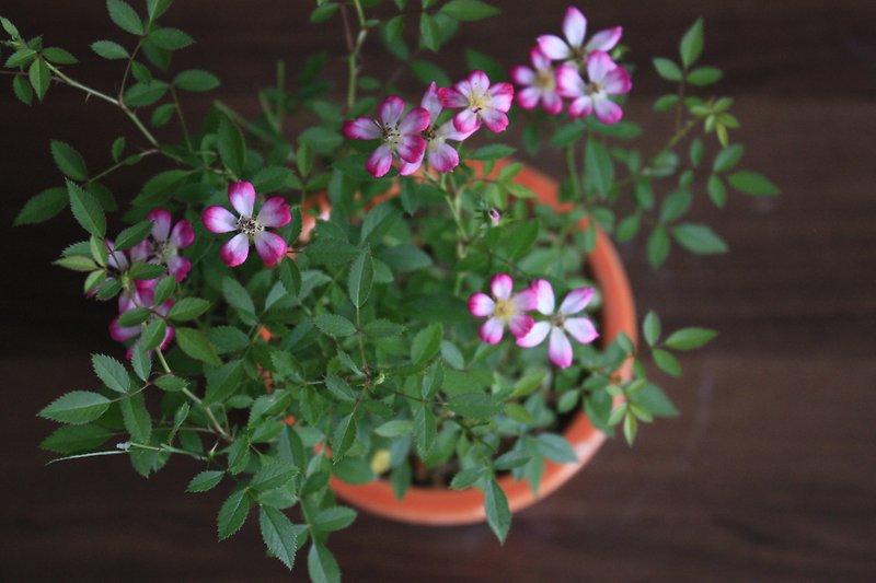 日本製 ヤクシマヒメローズ Lフラワーシリーズ 中級鉢植え 室内植え ギフト - 観葉植物 - 寄せ植え・花 