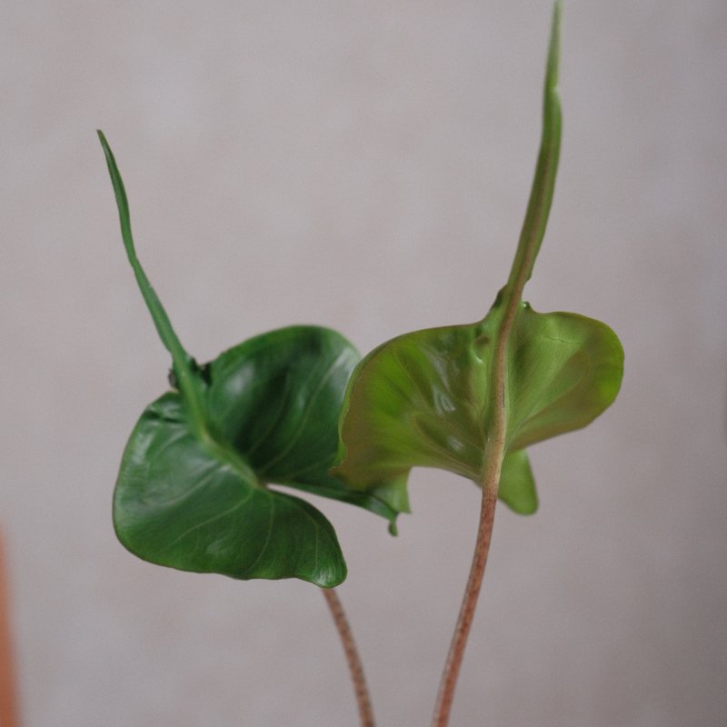 魟魚觀音蓮 - 植栽/盆栽 - 植物．花 
