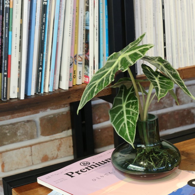 水培植栽│黑葉觀音蓮_室內植物 辦公室盆栽  植栽盆栽 水耕 中盆 - 盆栽/植栽 - 玻璃 