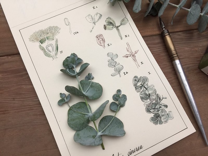 Eucalyptus Herbarium style Christmas cards - Cards & Postcards - Paper White