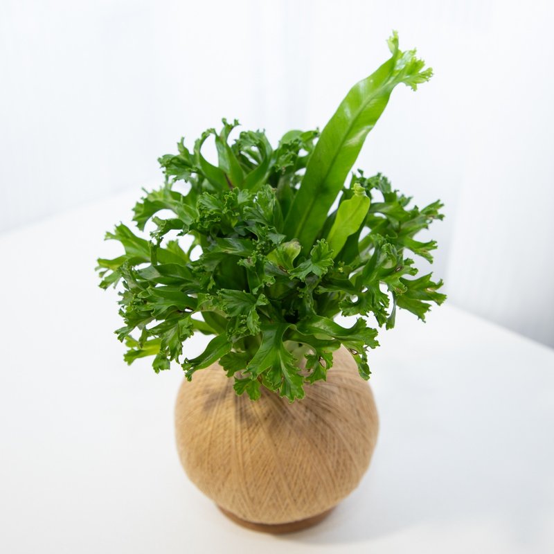 鹿角山蘇 手作植栽苔球 - 植栽/盆栽 - 植物．花 