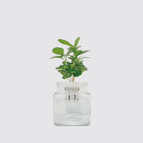 森多 水耕植研所 │ 玻璃系列 │ 咖啡苗 - 室內植物 水耕盆栽 懶人植物