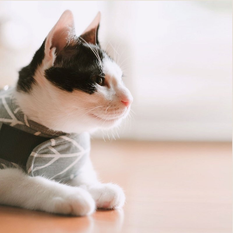 繽紛系列胸背衣-灰箭頭(不含牽繩) - 寵物衣服 - 棉．麻 
