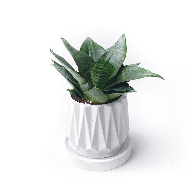 (Pre-order) Pure Gray Series | Green Pattern Sansevieria Purifying Air Geometric Folding Fan Round Cement Potted Plant - ตกแต่งต้นไม้ - พืช/ดอกไม้ สีเทา