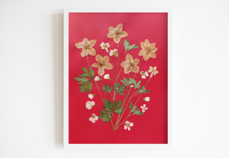 Original pressed flower Windflowers White violets green dried plant Red artwork - 海報/掛畫/掛布 - 紙 紅色