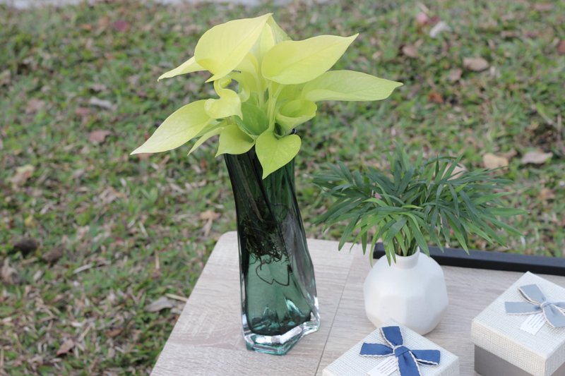 水培植栽│萊姆黃金葛_室內植物 辦公室盆栽 店內擺設 送禮 - 盆栽/植栽 - 玻璃 
