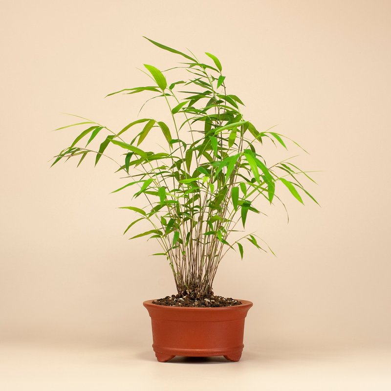 【風水植物】小品盆景 盆栽推薦 - 植栽/盆栽 - 植物．花 