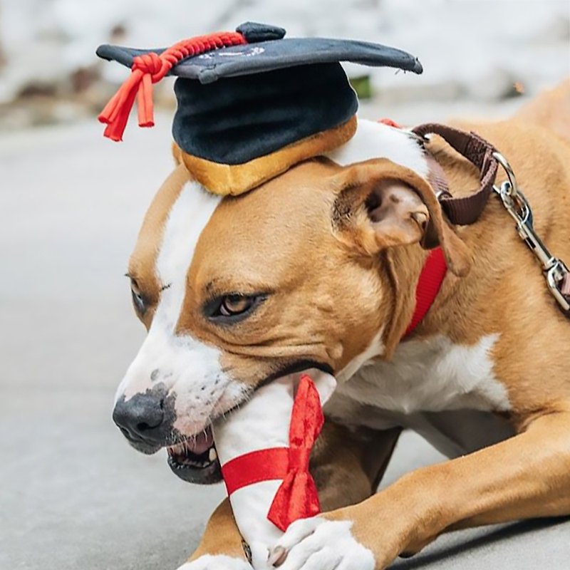寵物玩具 狗狗 開學季 畢業帽與結業證書  啾啾聲 響紙 - 貓/狗玩具 - 環保材質 