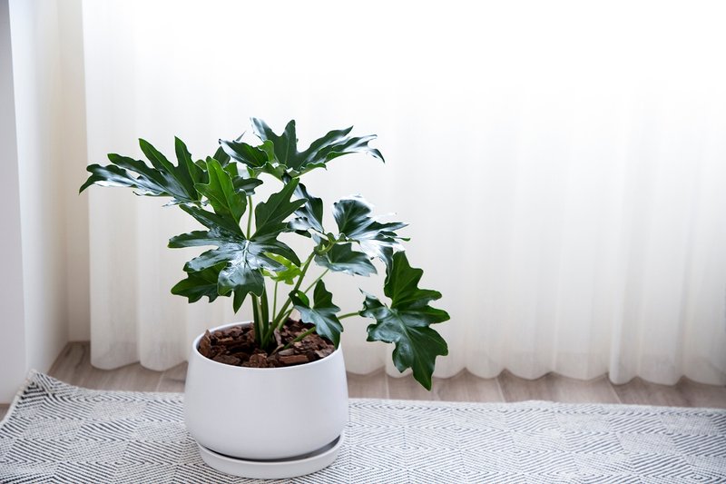 [Indoor Potted Plants] Little Angel Philodendron Planting Opening Potted Plant Promotion Opening Gift Opening Gift - Plants - Plants & Flowers Green