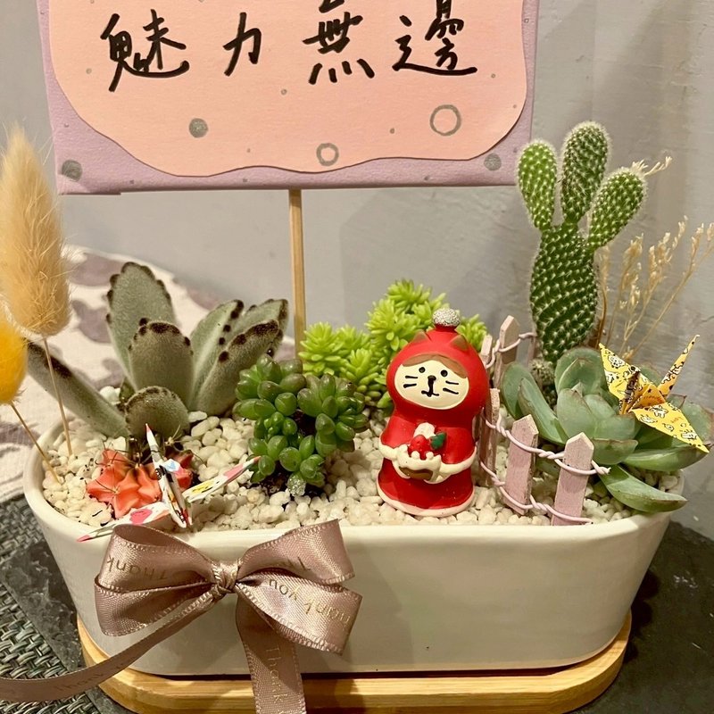 聖誕節 耶誕 貓 台中多肉組盆 多肉植物 聖誕禮物 日本decole - 盆栽/植栽 - 植物．花 綠色
