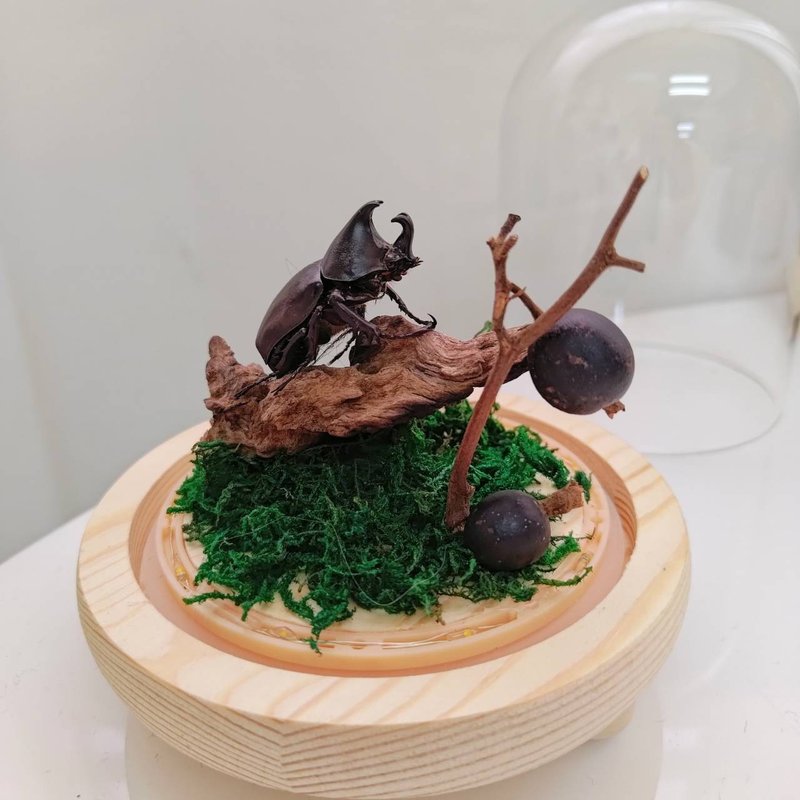 林間的鬥士 - 姬兜獨角仙 | 獨角仙標本盅 / 小夜燈 - 擺飾/家飾品 - 其他材質 多色