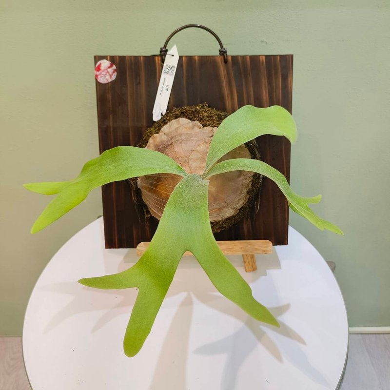 New Moon Staghorn Fern P. New Moon Gift Opening Gift Beginner's Guide to Indoor Plants - ตกแต่งต้นไม้ - พืช/ดอกไม้ สีเขียว