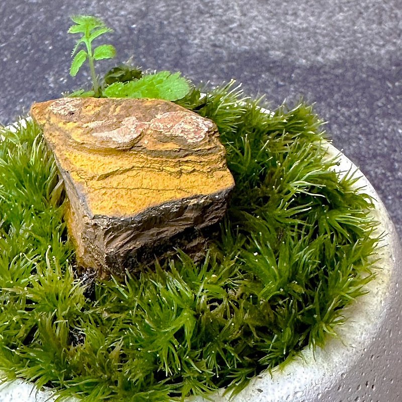 Opening Feng Shui – Mineral Moss Potted Plant Series - ตกแต่งต้นไม้ - พืช/ดอกไม้ 