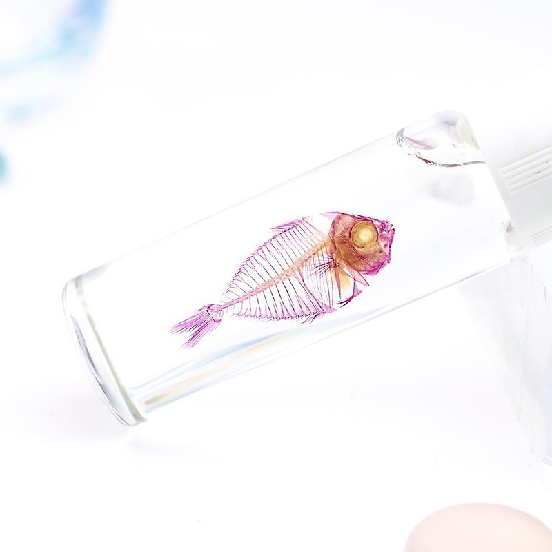 Transparent Specimen Rabbitfish Fish Specimen Taiwan Marine Life - Items for Display - Glass Multicolor
