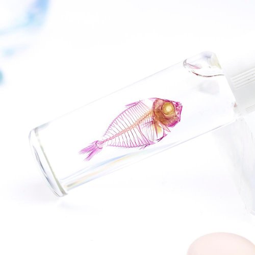 海琉生態藝術工作室 透明標本 鰏魚 魚類標本 臺灣海洋生物