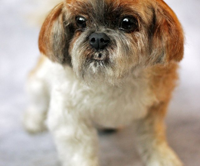 Shih tzu clearance pet shop