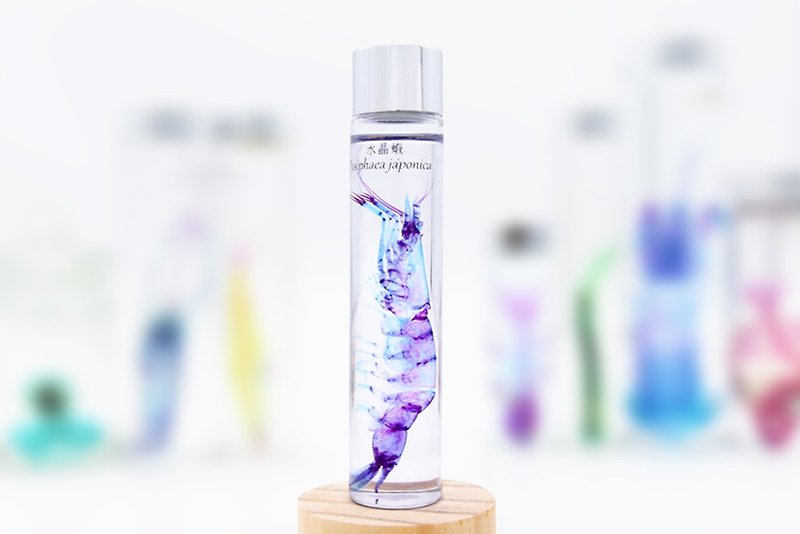 Transparent Biological Specimen - Crystal Shrimp Pasiphaea japonica - Items for Display - Glass 