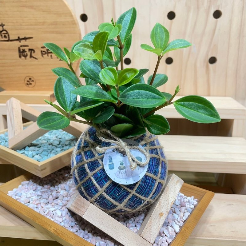 植蕨所在   翡翠椒草 水苔球 水苔球植物  室內擺設 居家擺設 - 植栽/盆栽 - 植物．花 