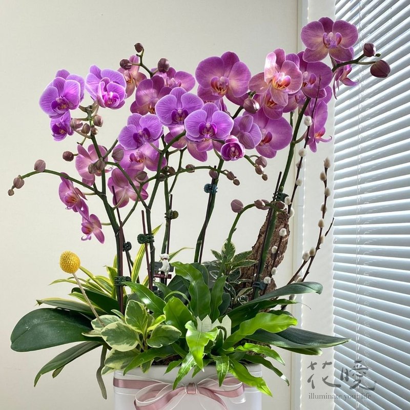 【花曖】蘭花組合盆栽(客製化) - 盆栽/植栽 - 植物．花 粉紅色