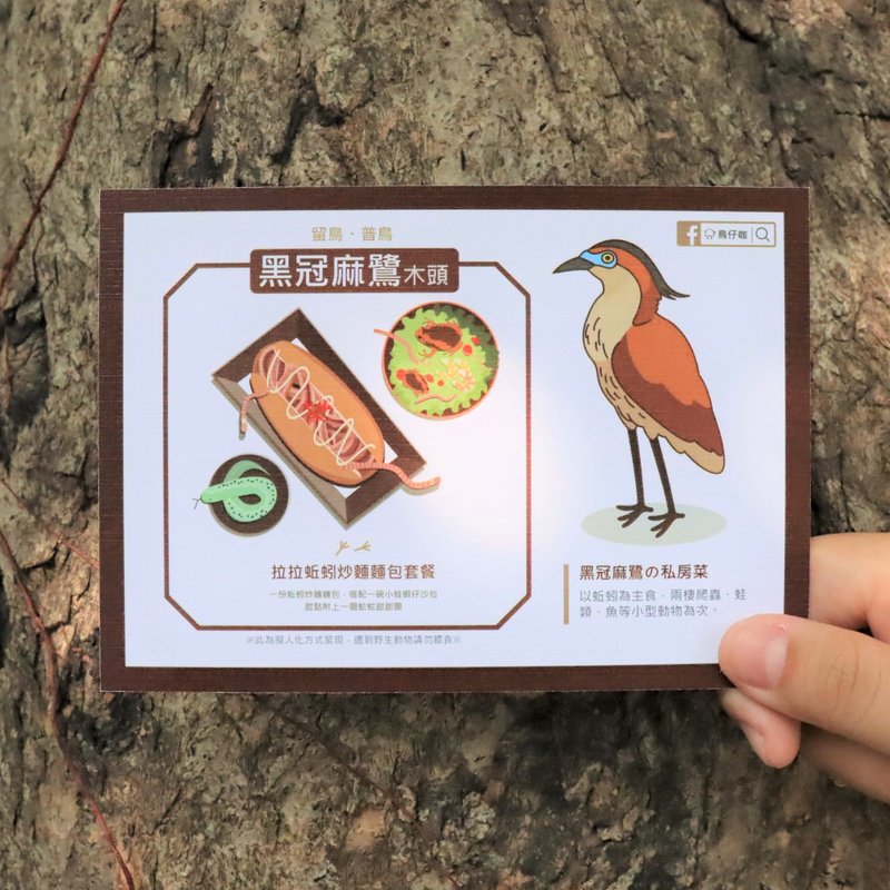 鳥明信片 | 黑冠麻鷺木頭 | 你是哪種咖系列 - 心意卡/卡片 - 紙 咖啡色