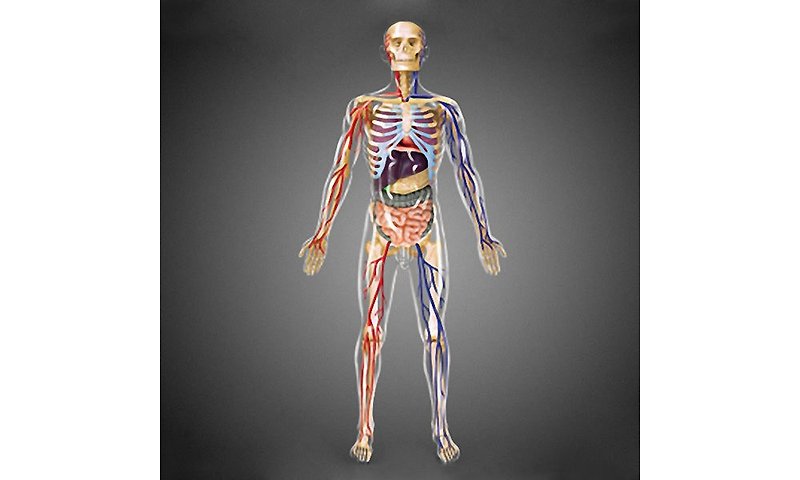賽先生科學工廠 4D立體模型-4D透明人體解剖模型 - 公仔模型 - 塑膠 