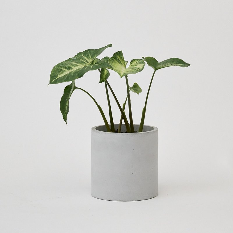 綠精靈合果芋 | 淨化空氣 耐陰 適合新手 觀葉植物 - 盆栽/植栽 - 植物．花 綠色