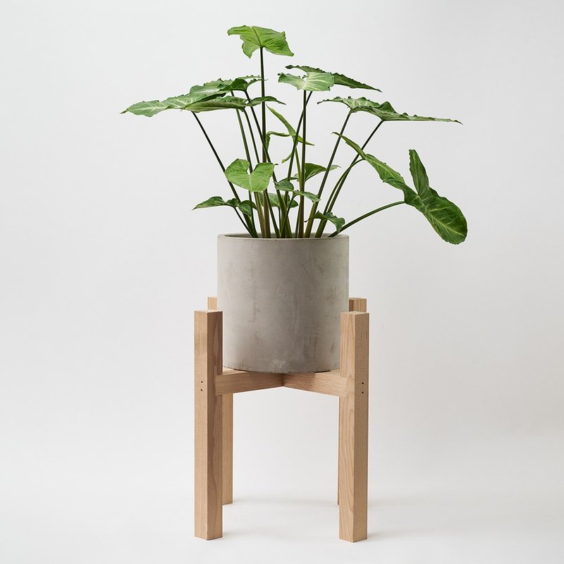 綠精靈合果芋 | 淨化空氣 耐陰 適合新手 觀葉植物 - 盆栽/植栽 - 植物．花 綠色