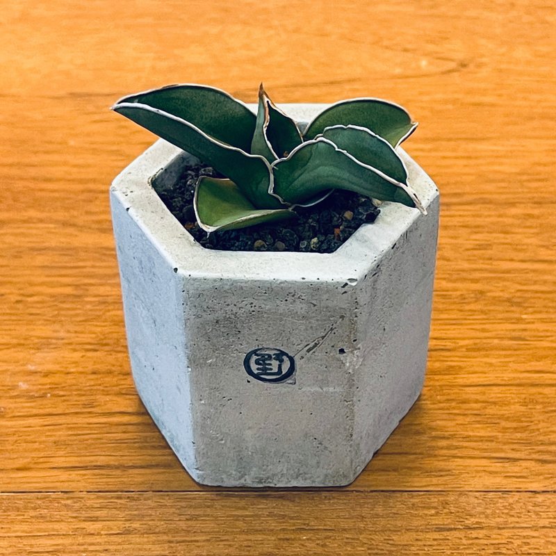 【Wild Grass, Not So Wild - Limited Time Sale】Rose Warrior / Medium Hexagonal Pot - Plants - Plants & Flowers Green