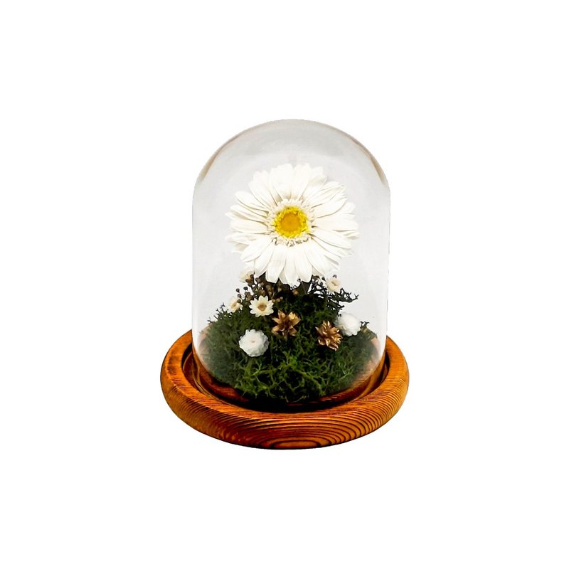 簡約主義永生花玻璃擺設 - 太陽花(白) - 乾燥花/永生花 - 植物．花 白色