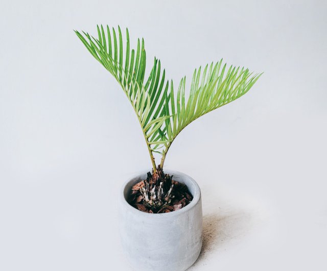 ポットスペース・ソテツ 室内観葉植物 緑化鉢植え 緑の丘鉢