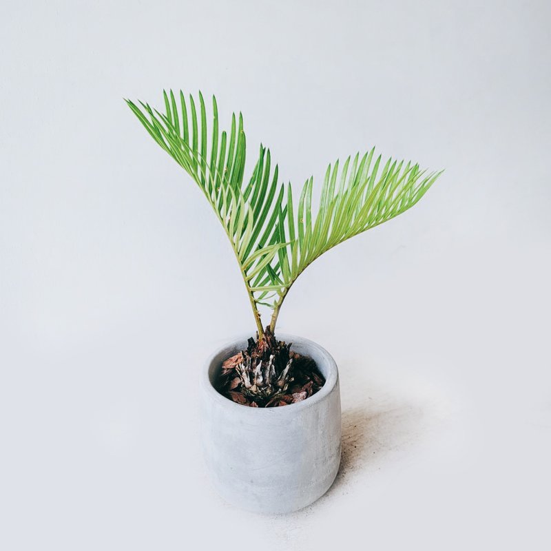 盆空間・蘇鐵 室內觀賞植物綠化盆栽植栽 青山盆/水泥盆 3吋-4.5 - 盆栽/植栽 - 植物．花 