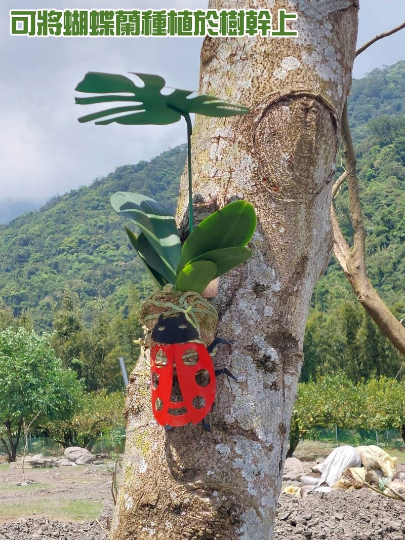 昆蟲造型蝴蝶蘭固定器　花盆裝飾　蘭花樹植　園藝資材 - 衣架/衣帽架/掛勾 - 不鏽鋼 銀色