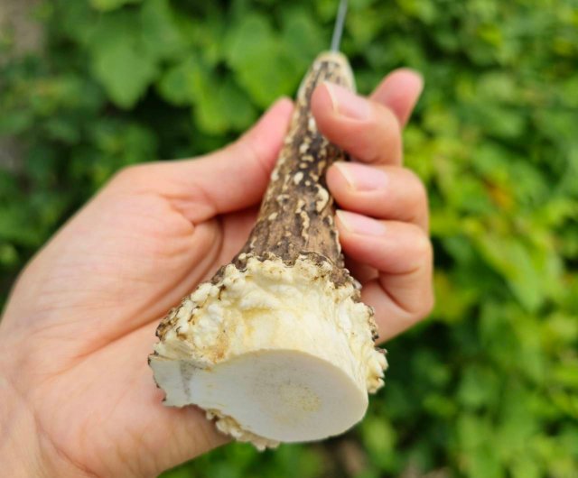 鹿の角 チベタンターコイズのモーラナイフ - ショップ 鹿角工房