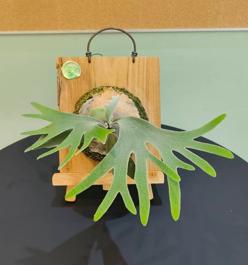 Pedro staghorn fern P. veitchii Pedro tatsuta gift indoor plant - ตกแต่งต้นไม้ - พืช/ดอกไม้ สีเขียว