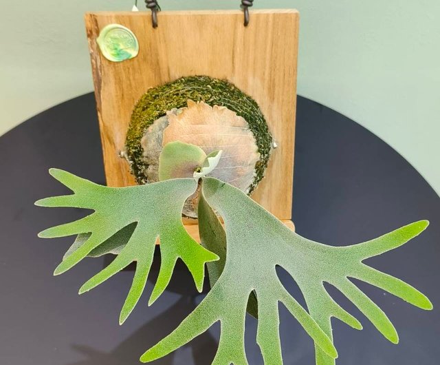 佩德羅上板鹿角蕨P. veitchii Pedro tatsuta 賀禮室內植物蕨醒 佩德羅上板鹿角蕨P. veitchii Pedro tatsuta 賀禮室內植物蕨醒