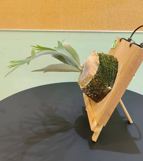 佩德羅上板鹿角蕨P. veitchii Pedro tatsuta 賀禮室內植物蕨醒 佩德羅上板鹿角蕨P. veitchii Pedro tatsuta 賀禮室內植物蕨醒