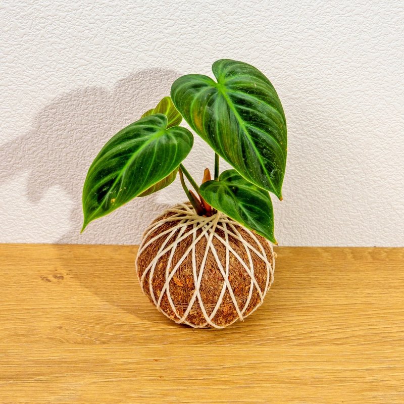 苔球植物 巧克力蔓綠絨苔球 苔玉 禮物 送禮 桌上盆栽 - 盆栽/植栽 - 植物．花 綠色