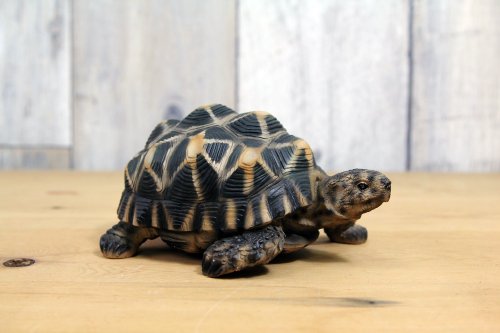 レア品‼️星亀の殻 模様付き レア品‼️星亀の殻 模様付き
