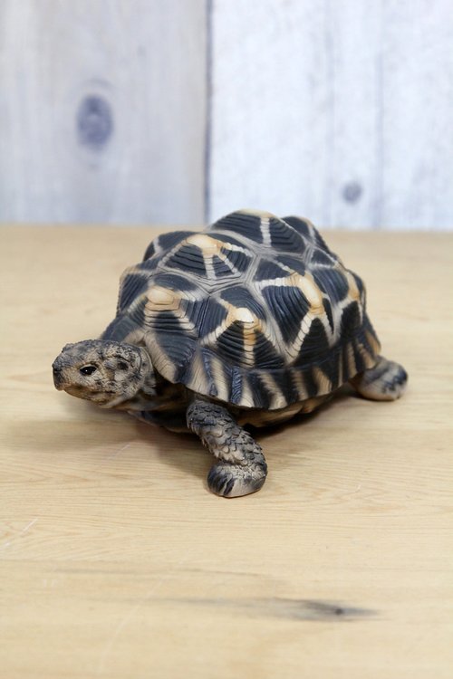 レア品‼️星亀の殻 模様付き レア品‼️星亀の殻 模様付き