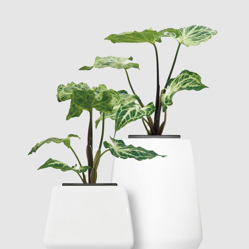 │ 方盆系列 │ 蠟染合果芋 - 水耕 空氣淨化 陶瓷 無土盆栽 - 盆栽/植栽 - 植物．花 