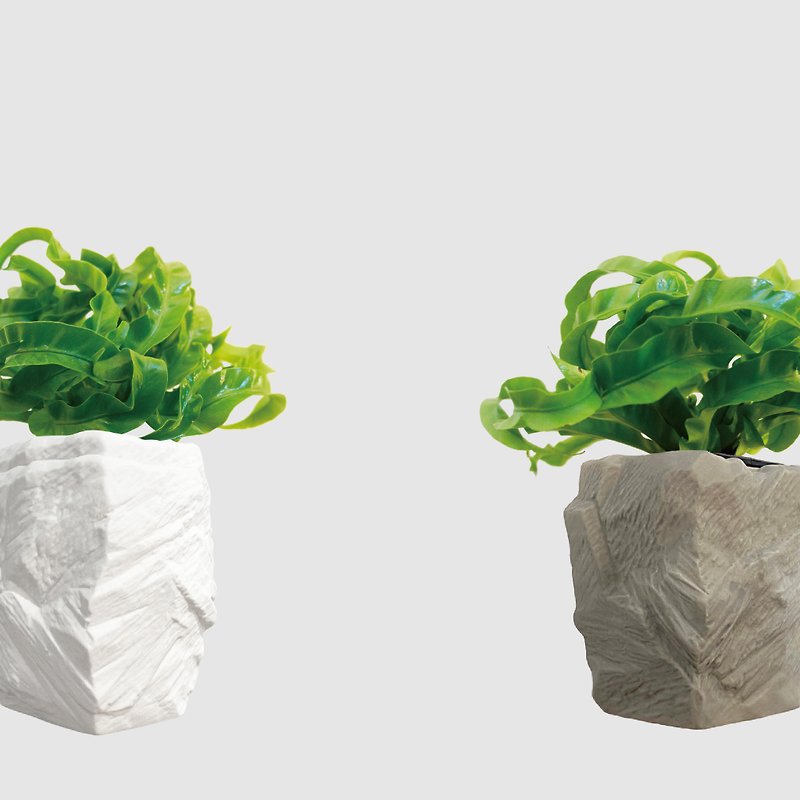 │ Square Pot Series │ Tornado Shansu - pet-friendly hydroponic potted foliage plant - ตกแต่งต้นไม้ - พืช/ดอกไม้ 