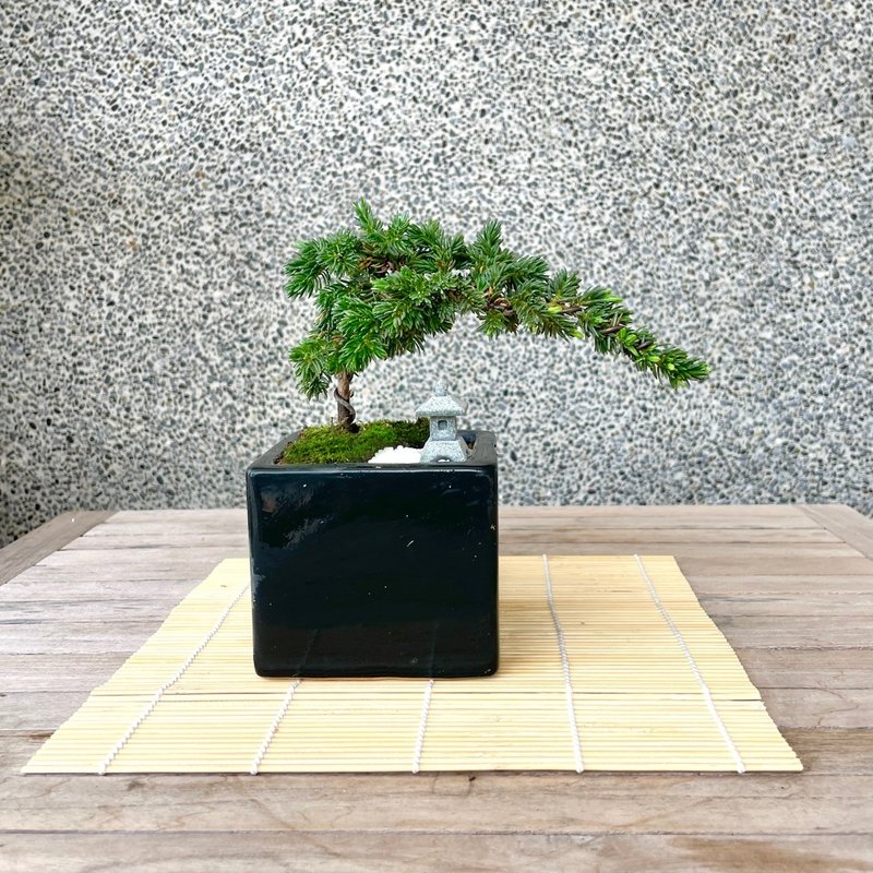 Essay Bonsai-Japanese Garden Pine Set 11 Gift Opening - ตกแต่งต้นไม้ - พืช/ดอกไม้ 