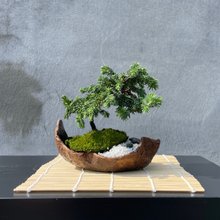 小さな鉢植え - クチナシの盆栽ギフト - ショップ rustic-charm