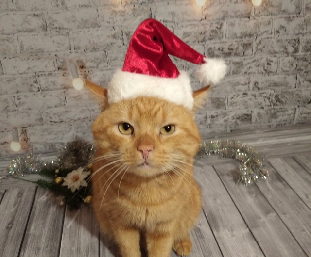 Cat Santa Hat - Christmas Pet Santa Hat, Holiday Photo Prop