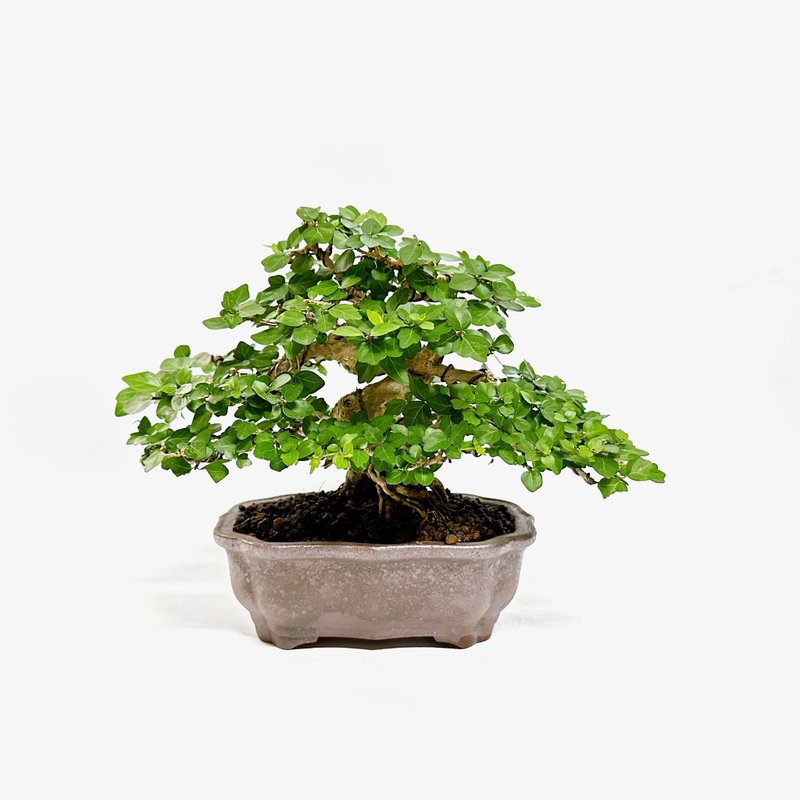 小品盆栽・齒葉壽娘子・麝香楓 - 植栽/盆栽 - 植物．花 